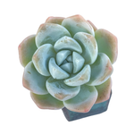 SALE! Echeveria Ice Green, (Random)