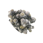SALE! Copiapoa Laui
