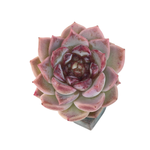 SALE! Echeveria Red Velvet