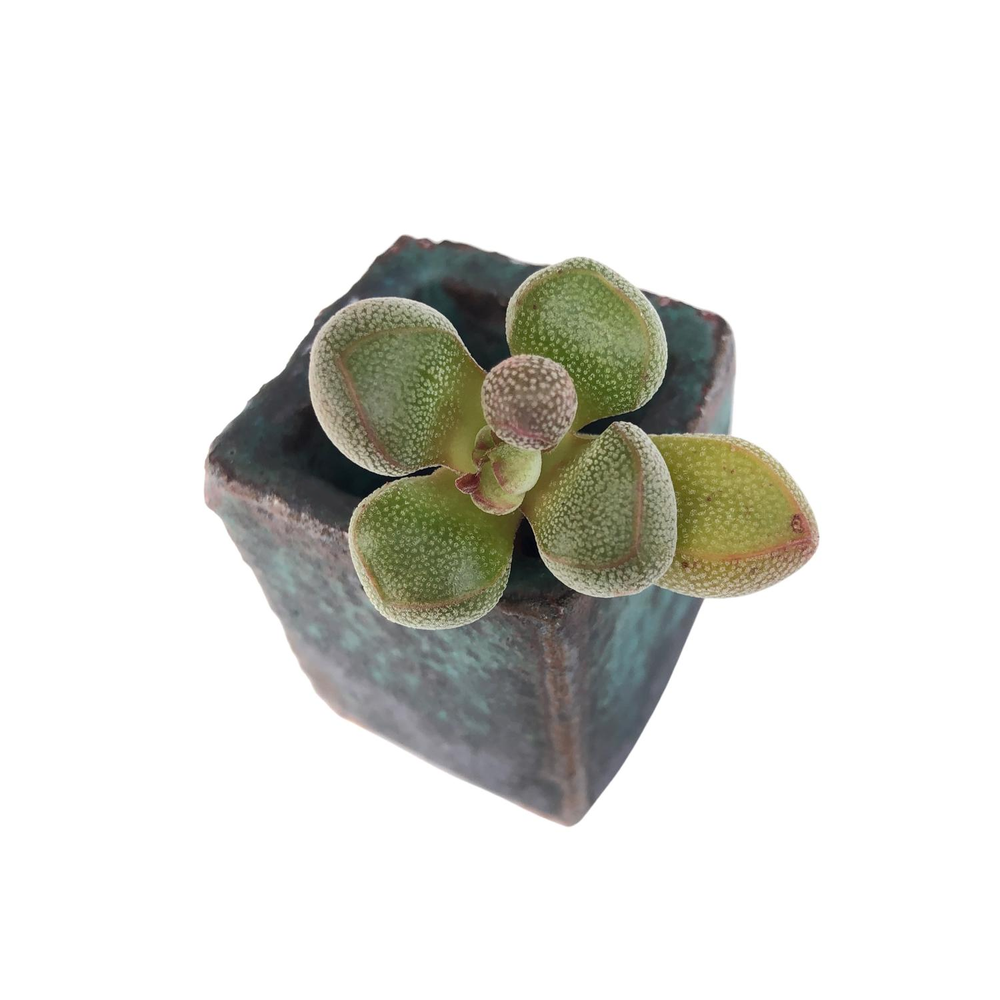 SALE! Crassula Fragarioides, (Small)