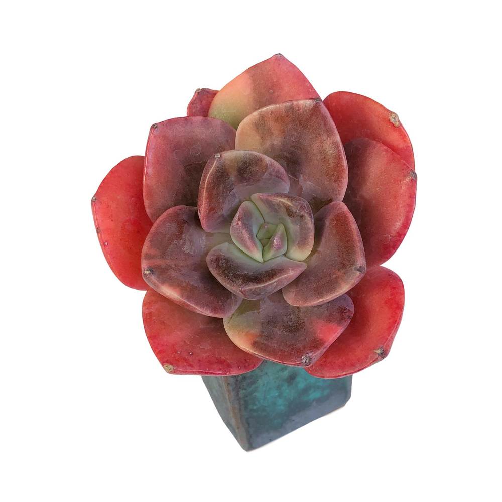 SALE! Echeveria Blue Metal, Variegata