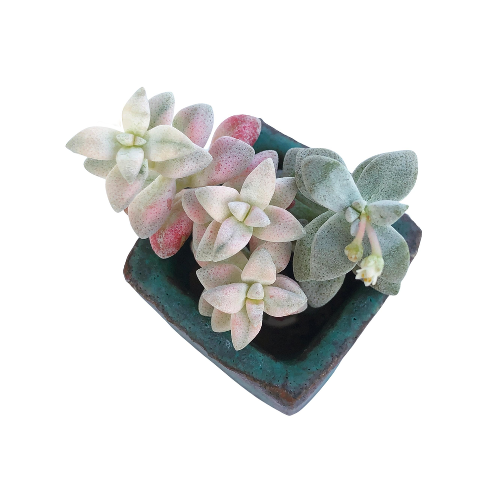 Crassula Deltoidea, Variegata