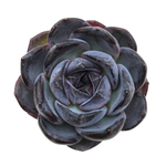 Echeveria Dark Opal