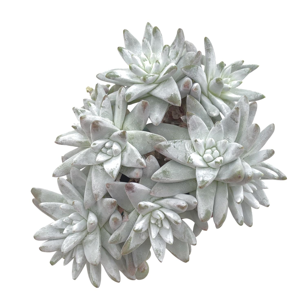 Dudleya Gnoma McCabe (Not Perfect)