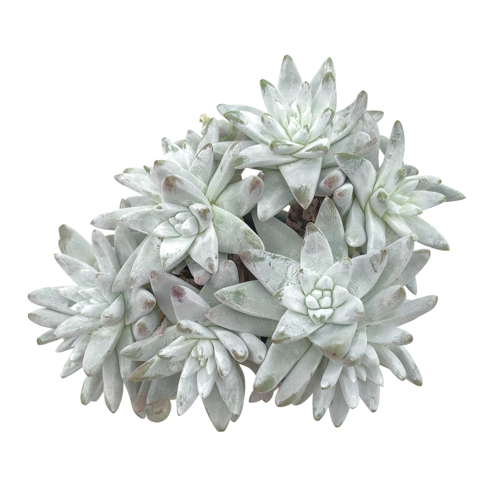 Dudleya Gnoma McCabe (Not Perfect)