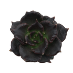 Echeveria Black Madiba Mutation