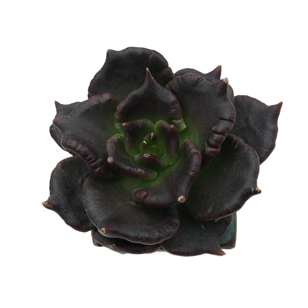 Echeveria Black Madiba Mutation