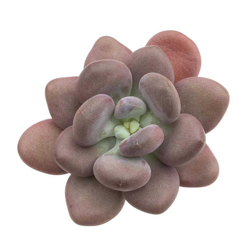 Pachyphytum Oviferum Tsukibijin