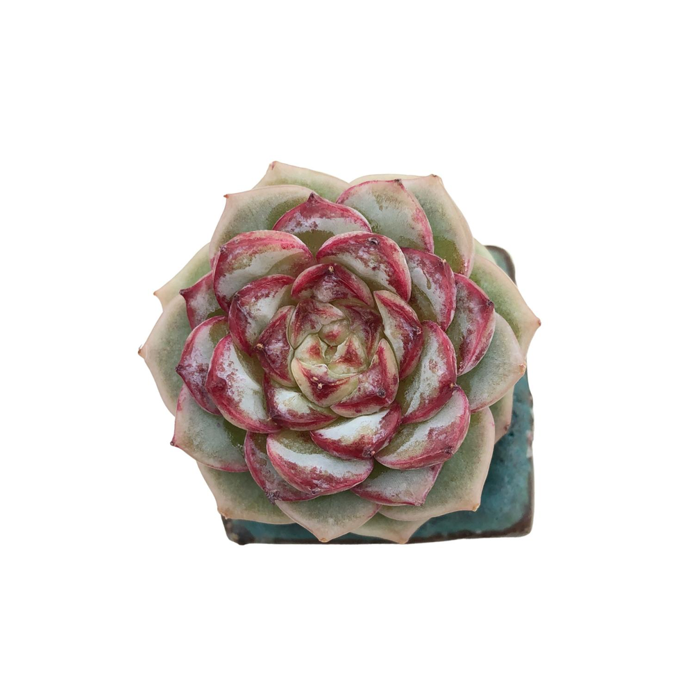 SALE! Echeveria Red Velvet