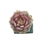 SALE! Echeveria Red Velvet