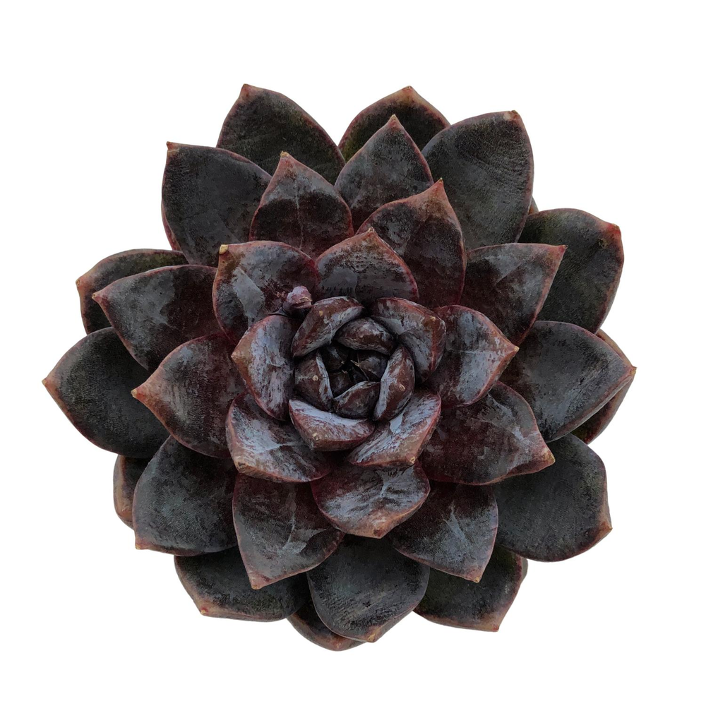 Echeveria White Soul, Mature – Cedar Creek Farmhouse