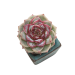 SALE! Echeveria Red Velvet