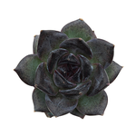 SALE! Echeveria Black Bear