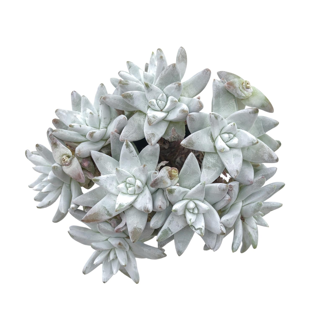 SALE! Dudleya Gnoma McCabe (Not Perfect, Randoms)