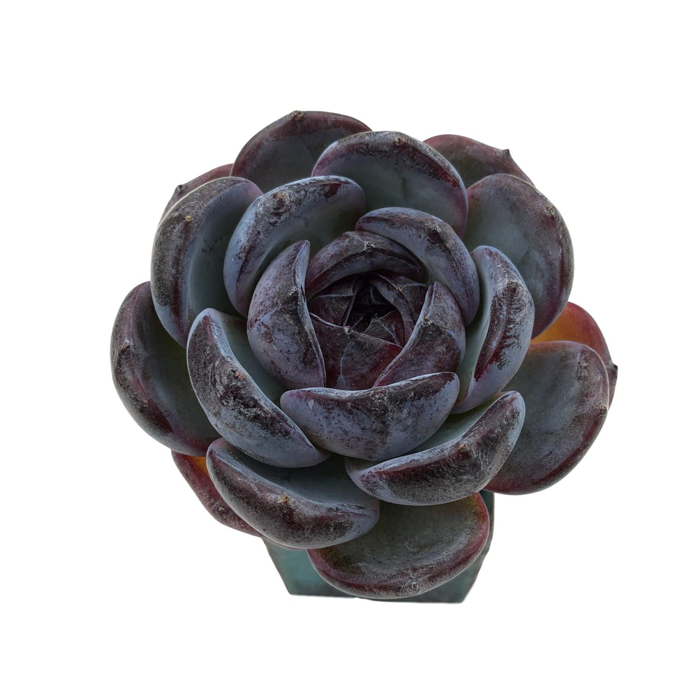 opal succulent Echeveria Dark Opal, (Random) – Cedar Creek Farmhouse