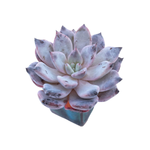 Echeveria Sp.