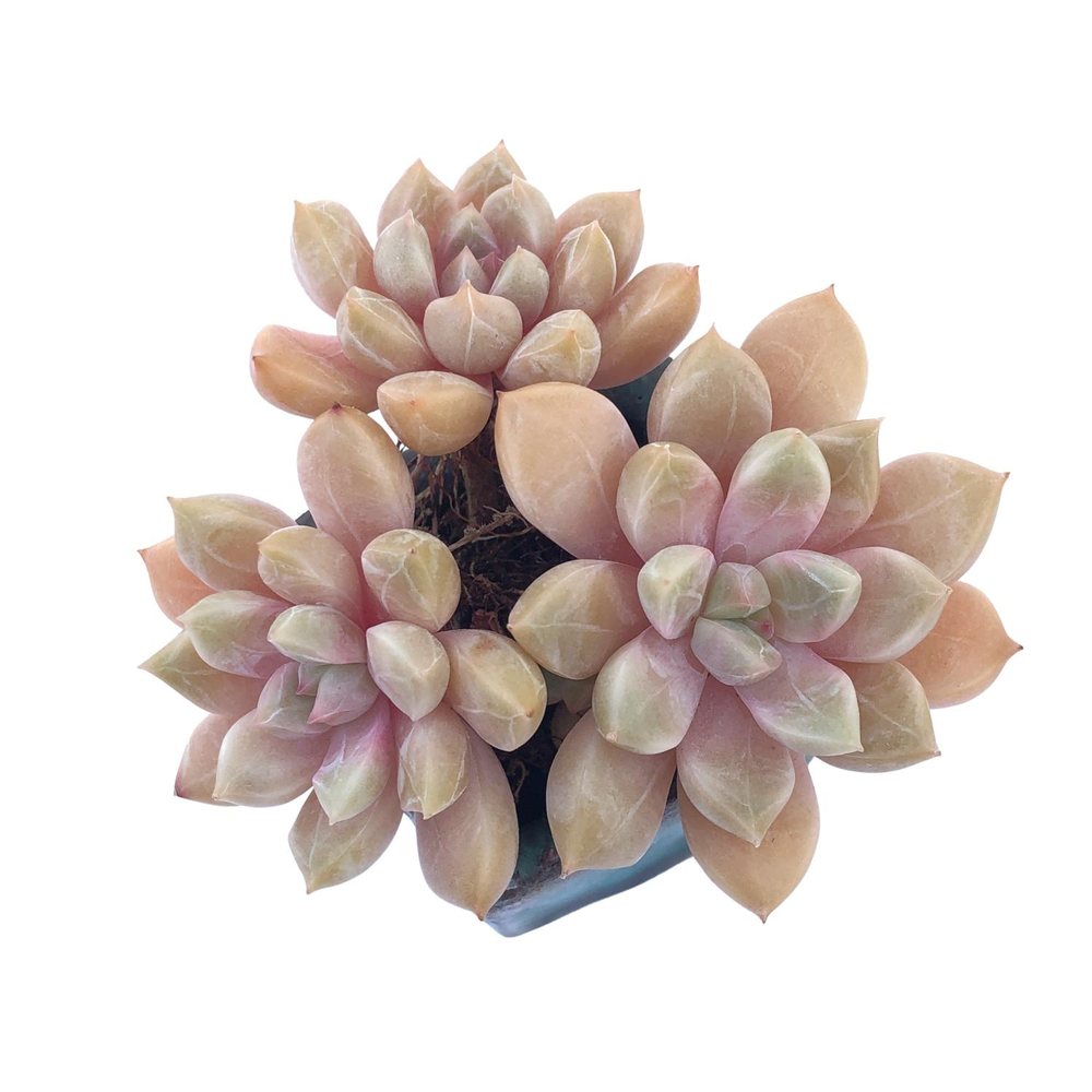 Echeveria Pebbles