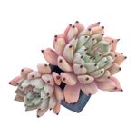 Echeveria Zaragosa (Classic Form)