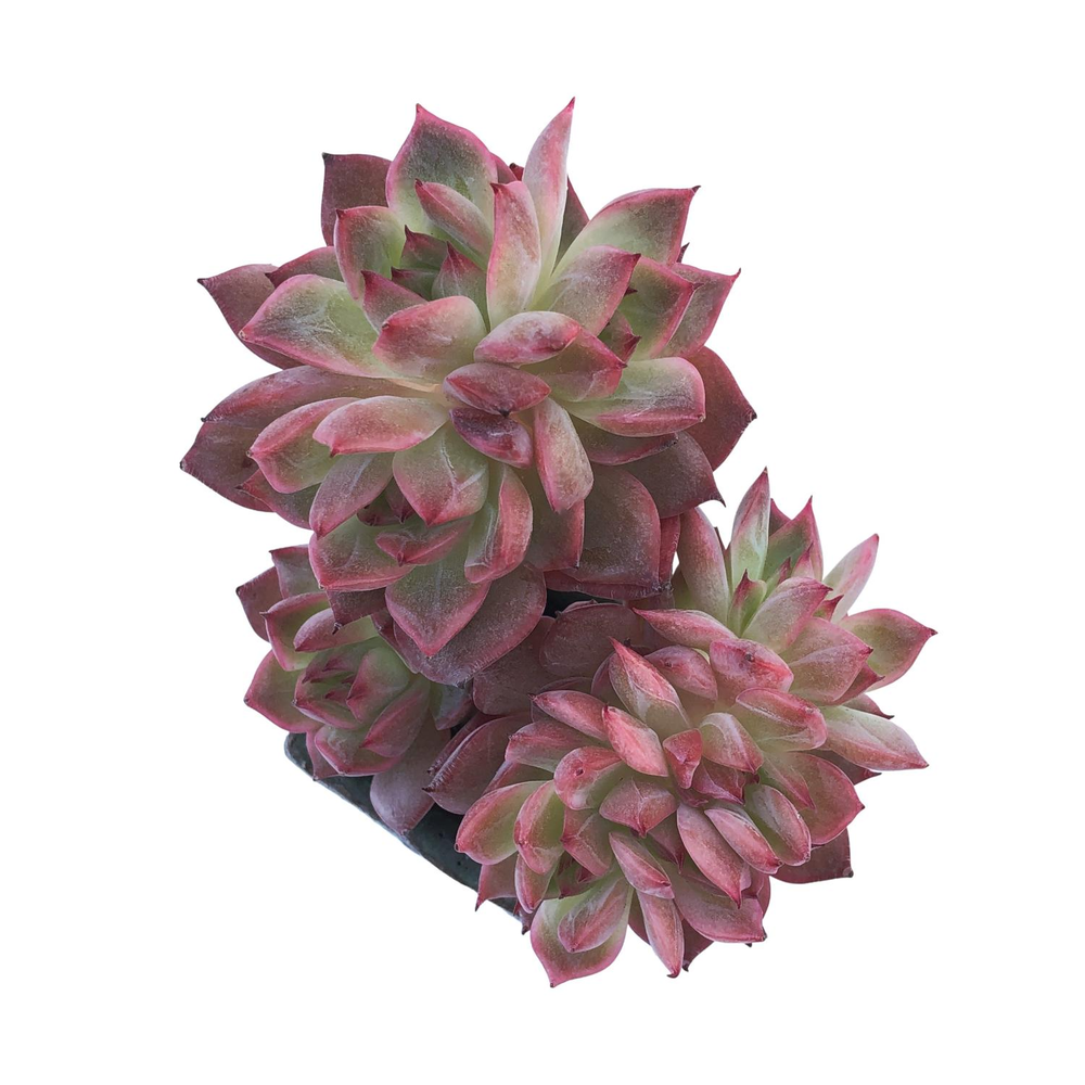 Echeveria Sp. Cristata