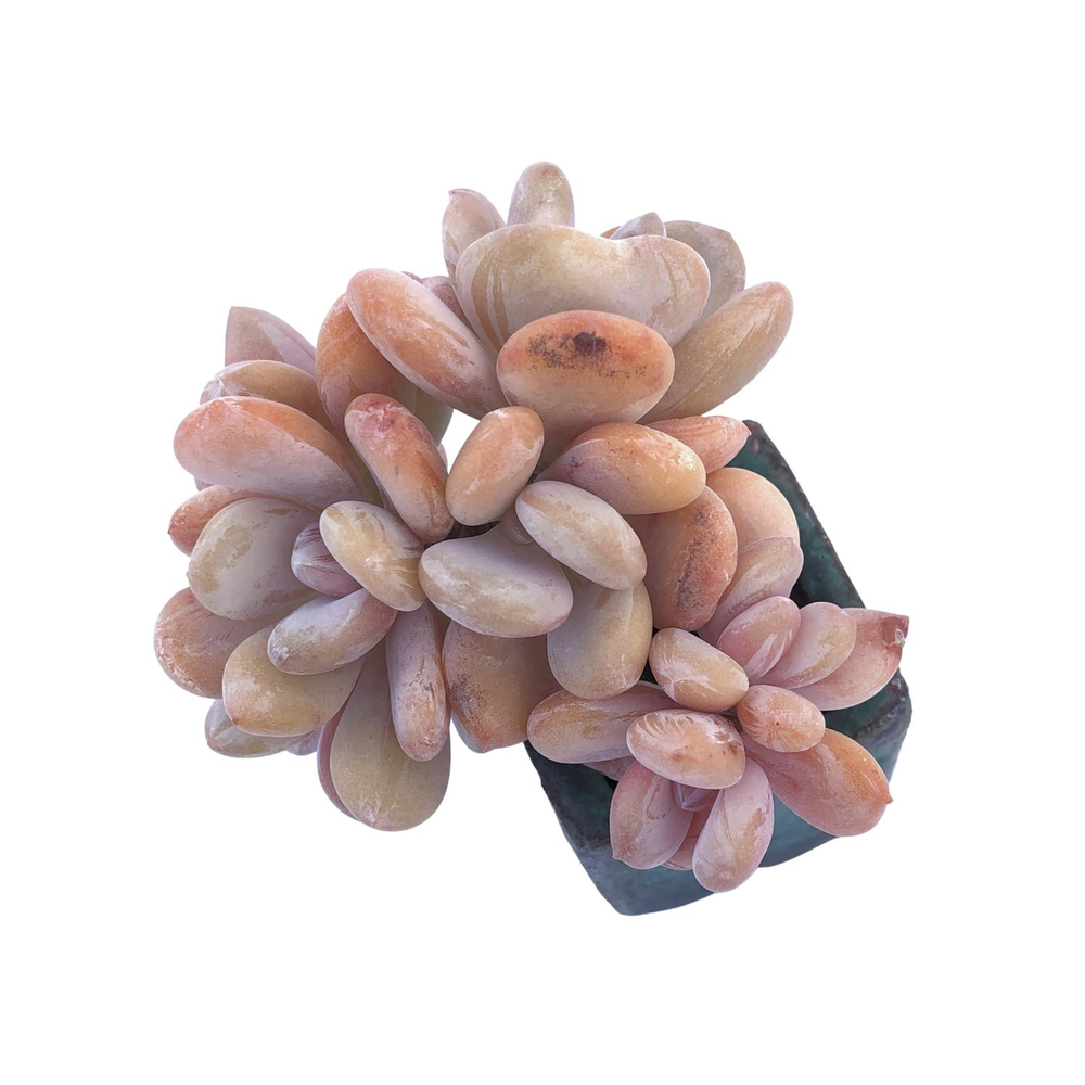 Pachyphytum Cinderella