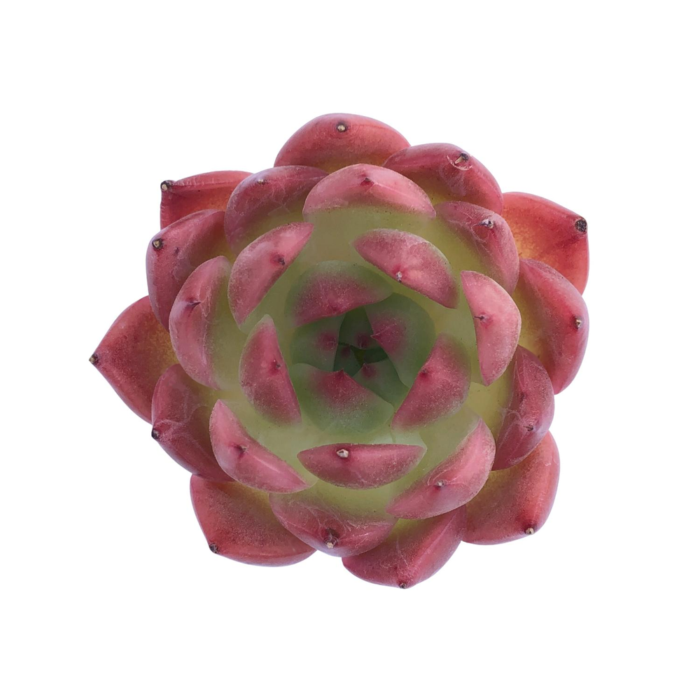 SPECIAL! JUST CART!! Echeveria Sp.