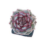 Echeveria Red Velvet