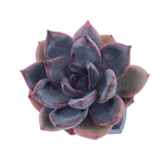 Echeveria Dark Chocolate