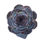 Echeveria Dark Opal