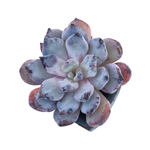 Echeveria Sp.