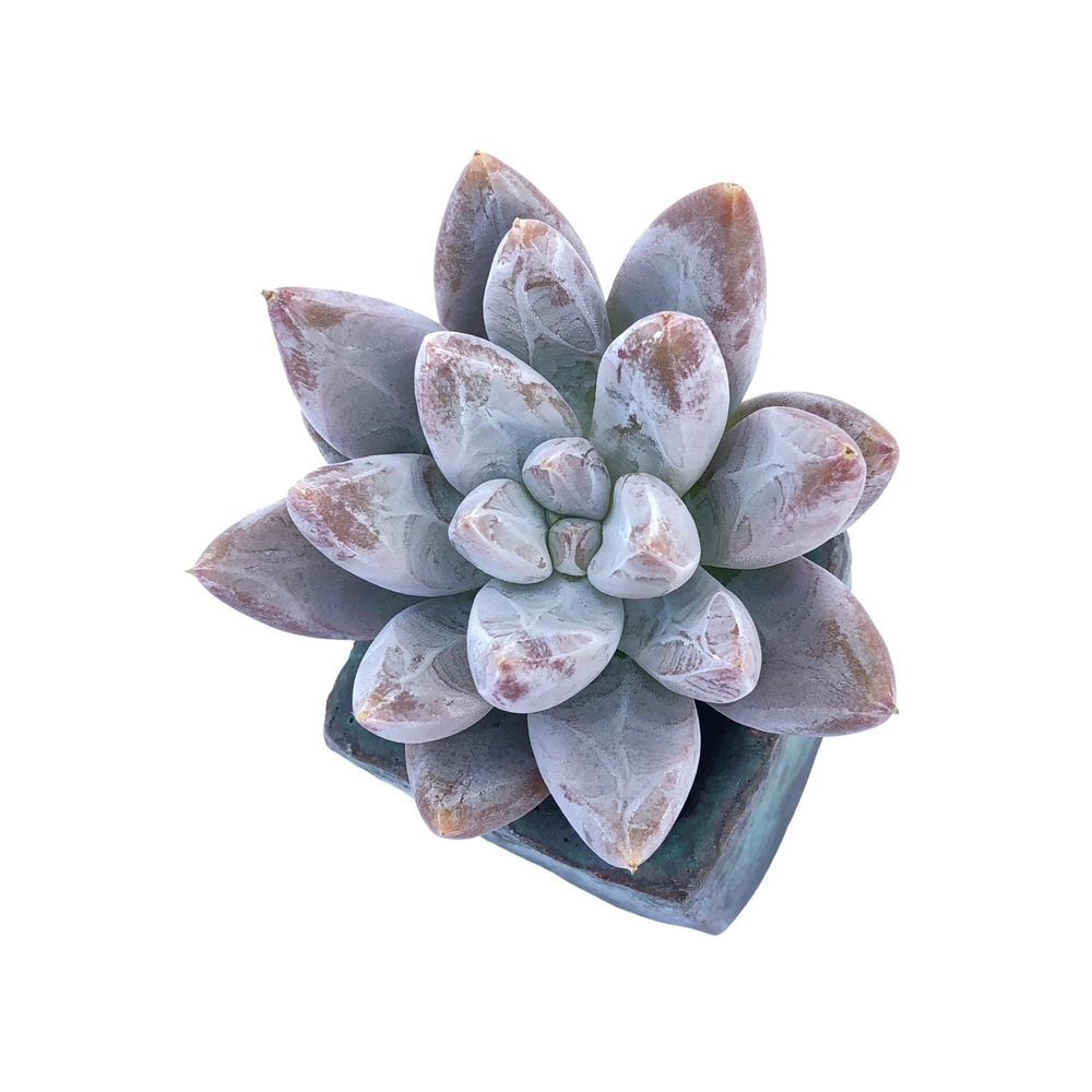 Echeveria Tolimanensis