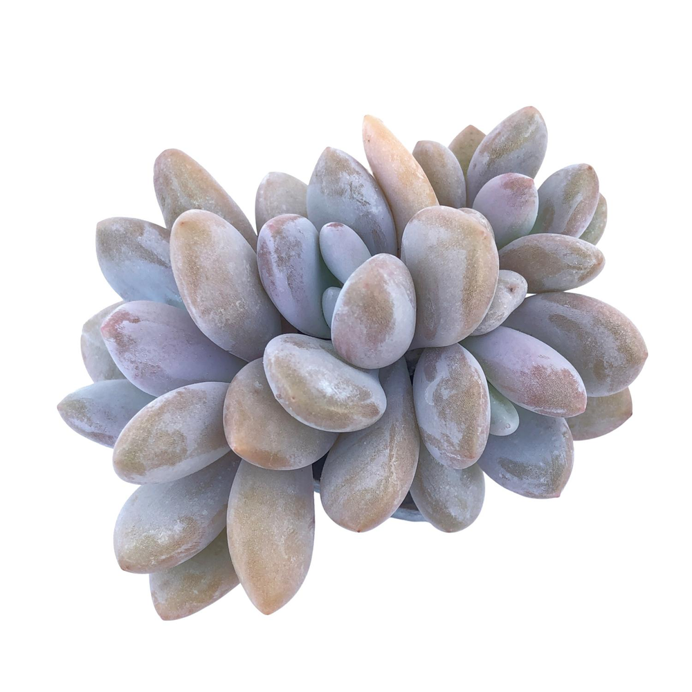 Pachyphytum Sp.