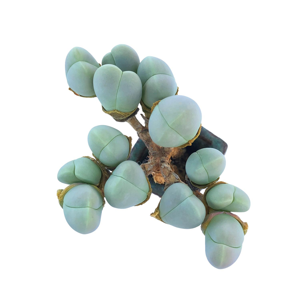 Gibbaeum Dispar, (Mature Cluster)