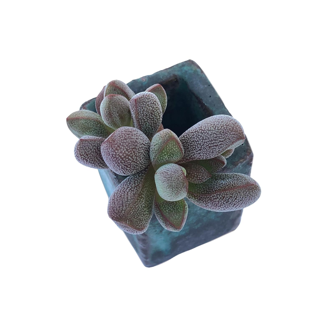 Crassula Fragarioides