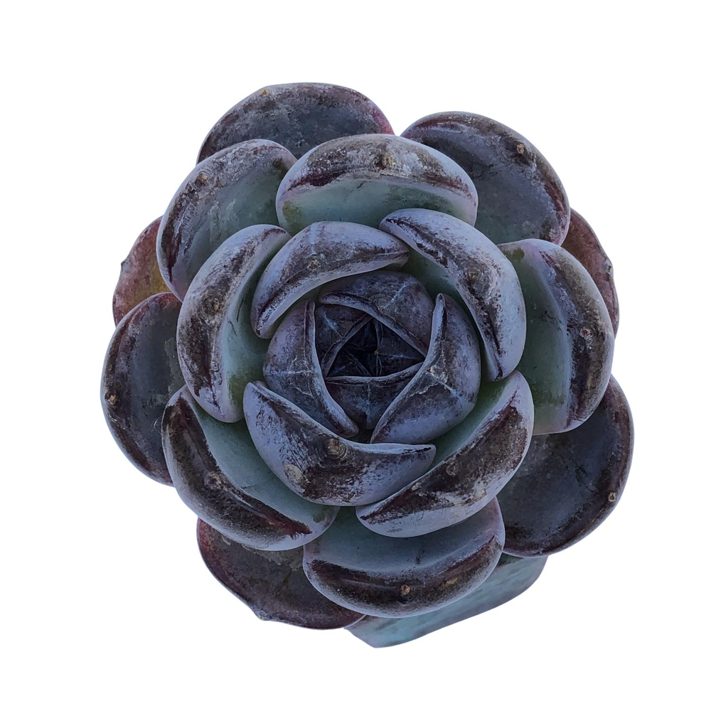 Echeveria Dark Opal