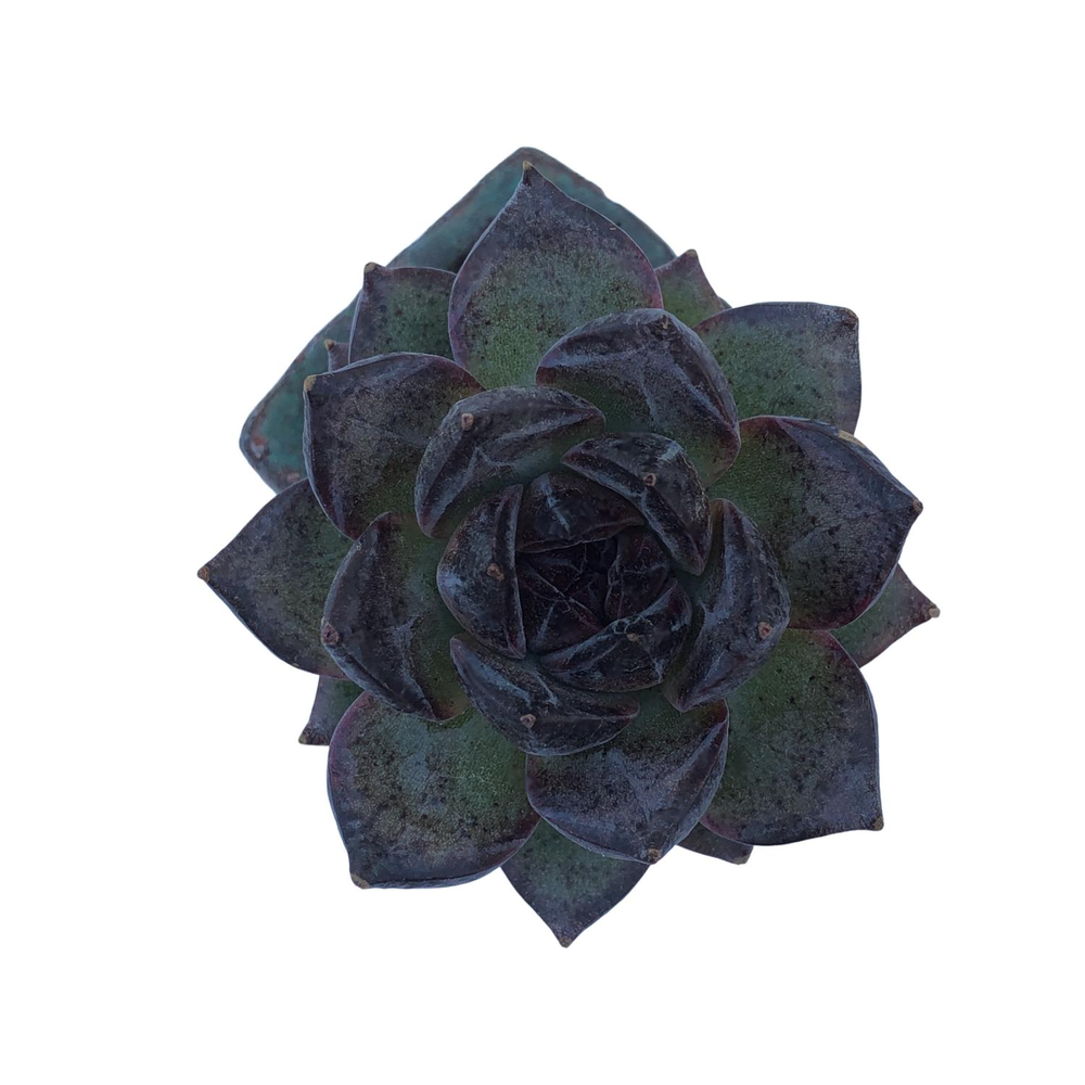 SALE! Echeveria Black Bear