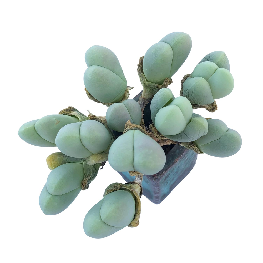 Gibbaeum Dispar, (Mature Cluster)