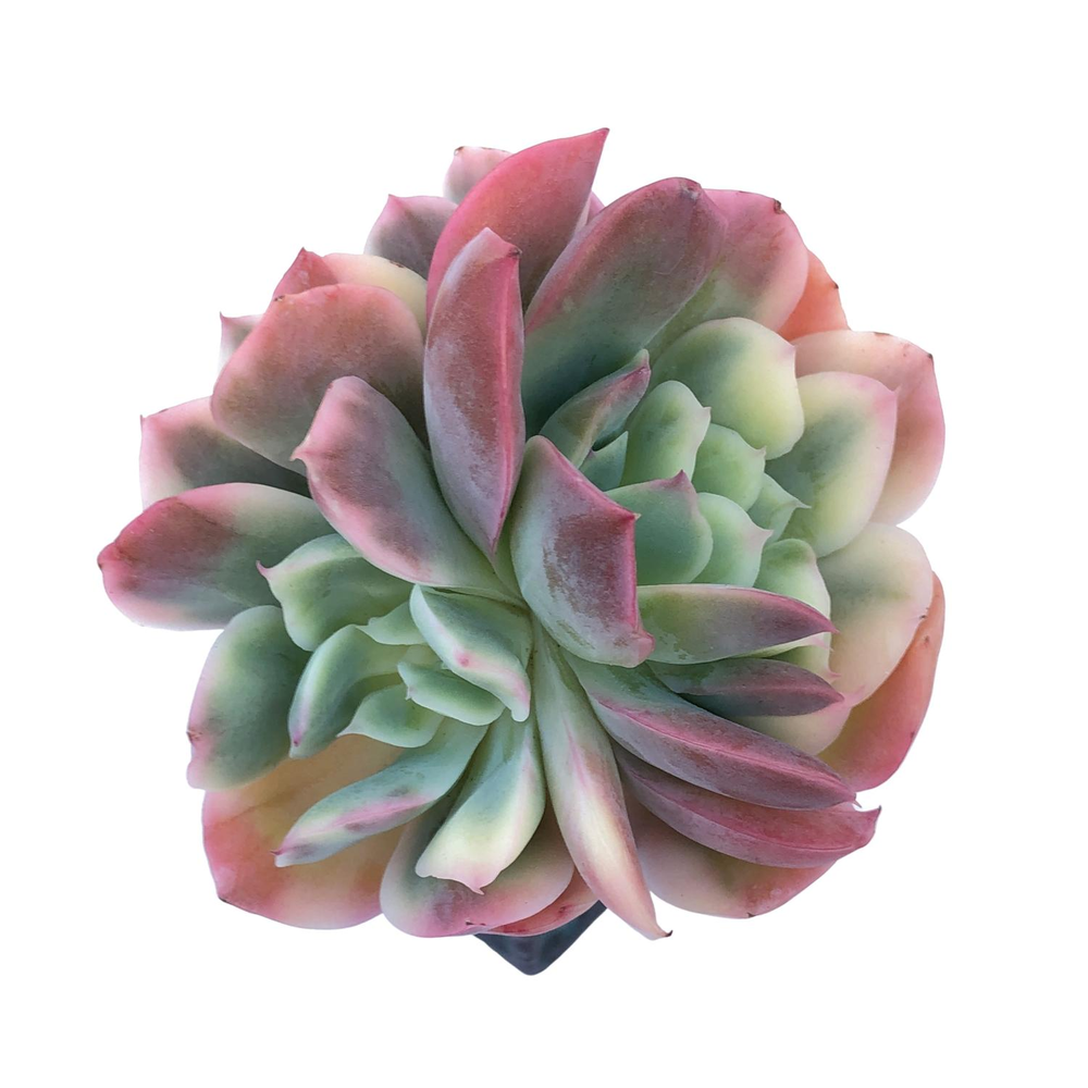 Echeveria Luella, Variegata