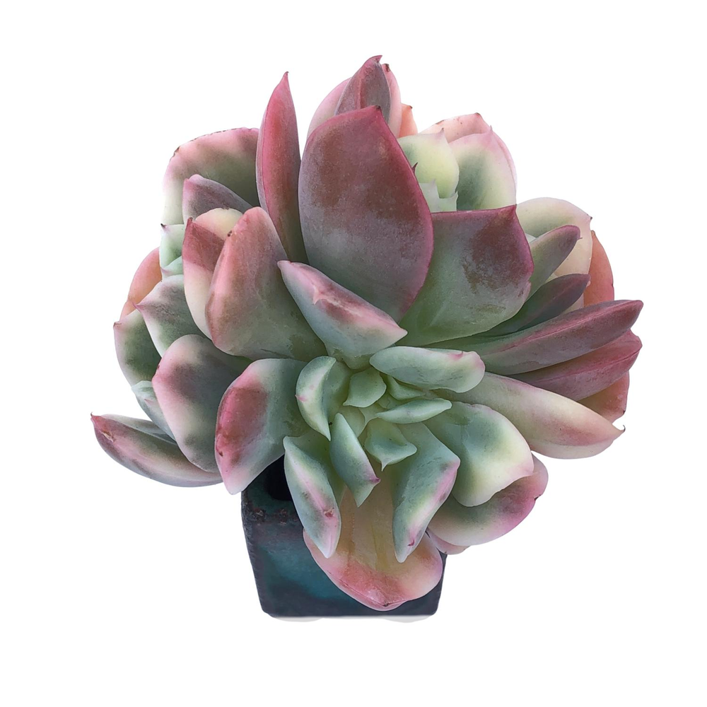 Echeveria Luella, Variegata