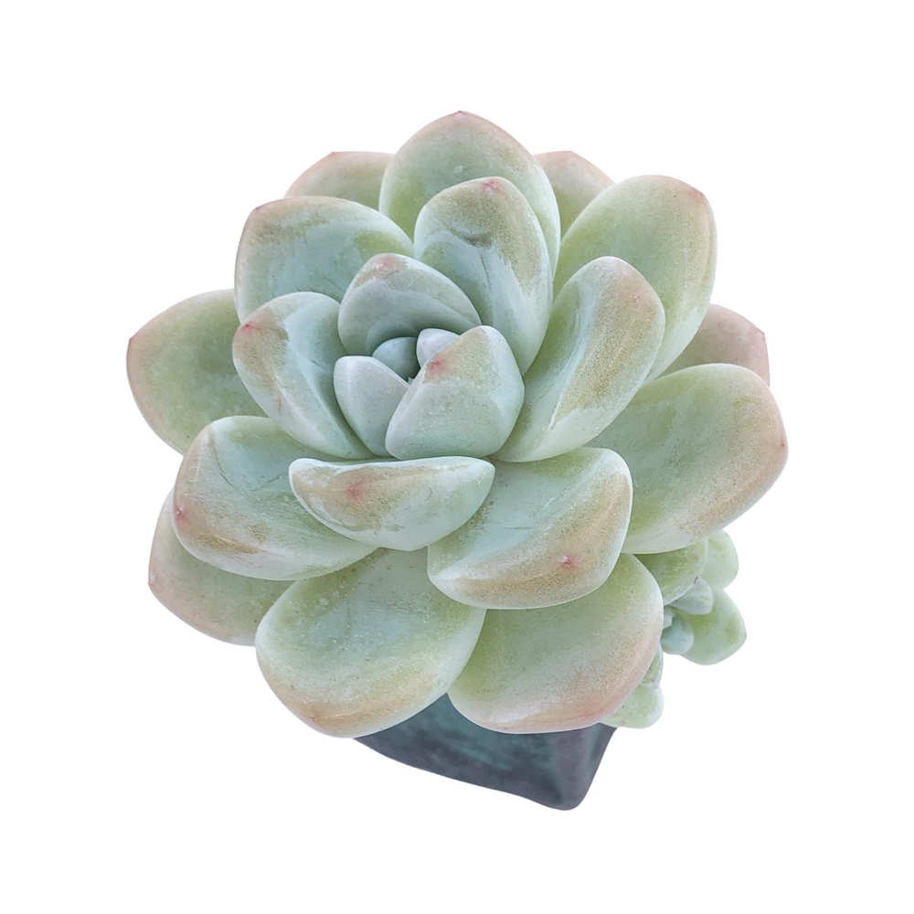 Echeveria Ice Green, (Medium Size)