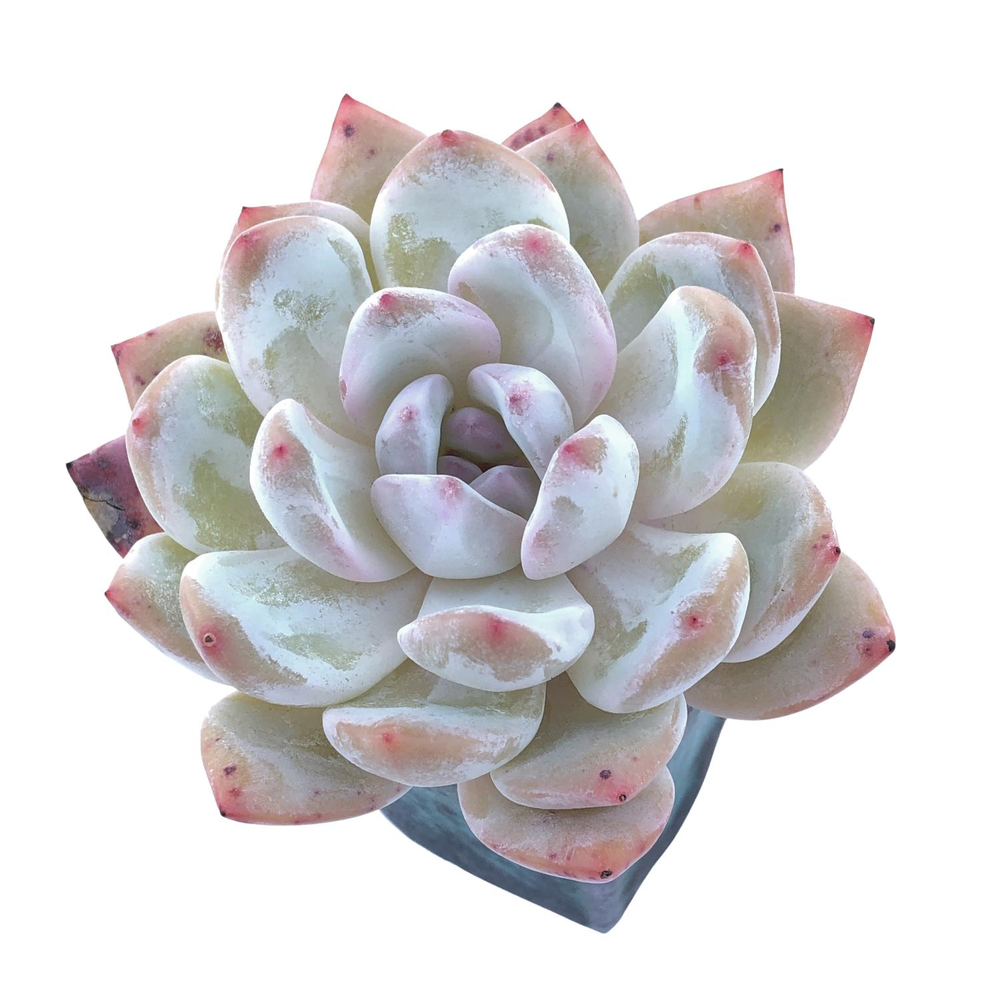 Echeveria Orange Monroe