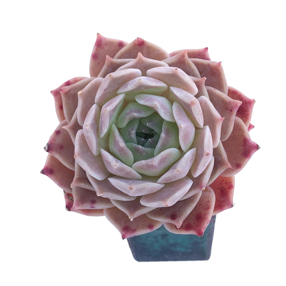 Echeveria Helena Sp. (Mature Specimen)