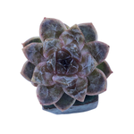 SALE! Echeveria White Soul, (Smaller Size)