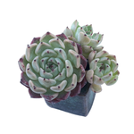 Echeveria Sarahime