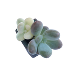 SALE! Pachyphytum Oviferum cv Momobijin, Variegata