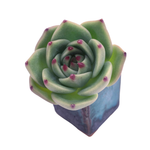 For Gentleman Only- HAPPY FATHER'S DAY! JUST CART! Echeveria Blue Dragon