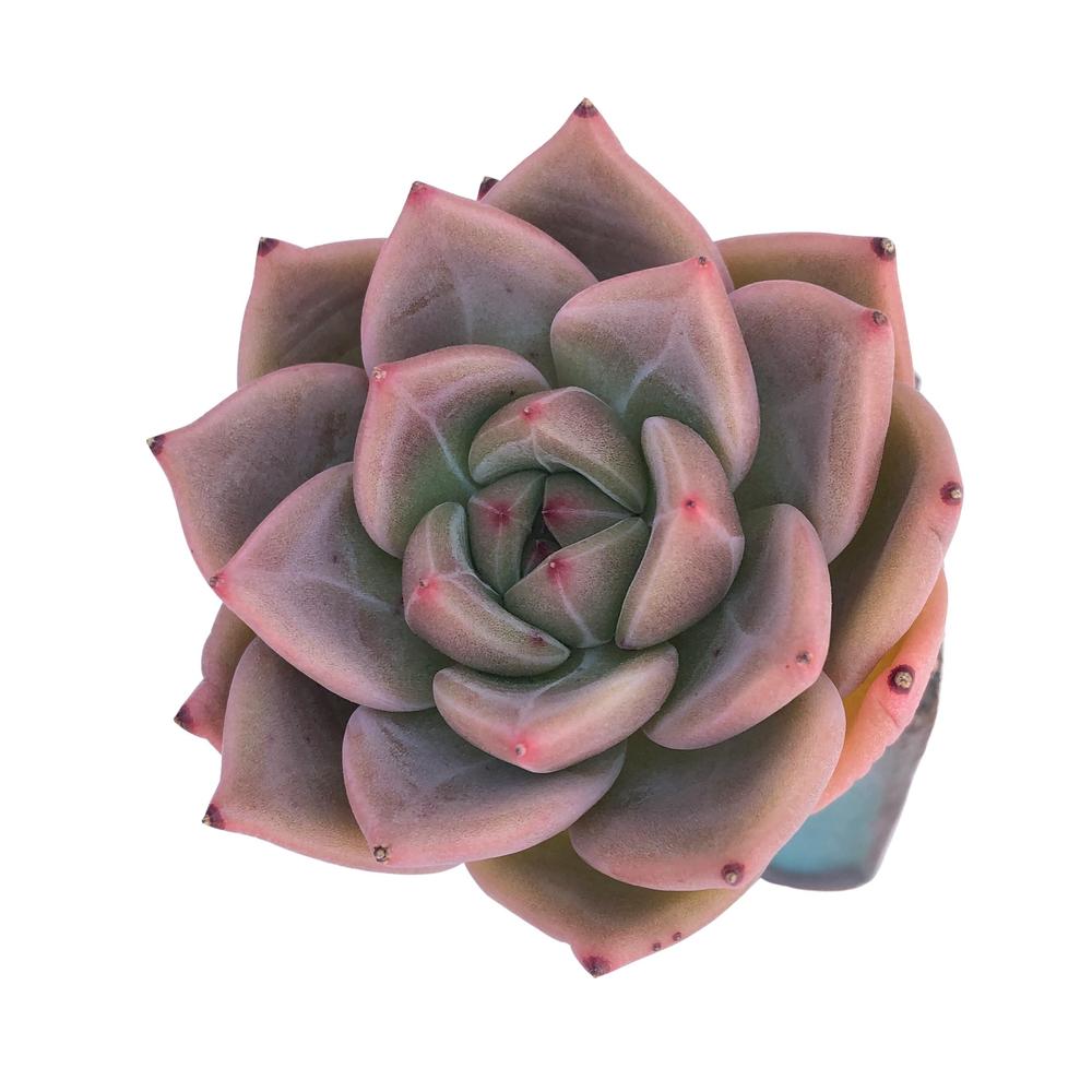 Echeveria Pink Champagne