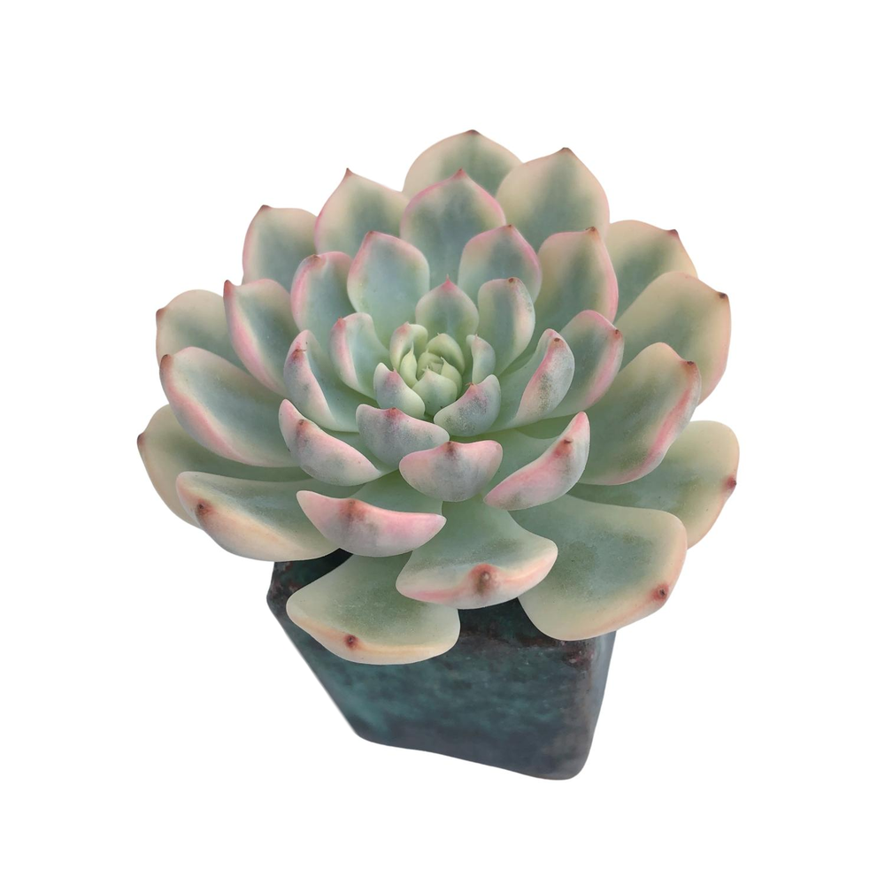 SALE! Echeveria Minima, Variegata