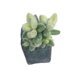 SALE! Delosperma Echinatum, Variegata