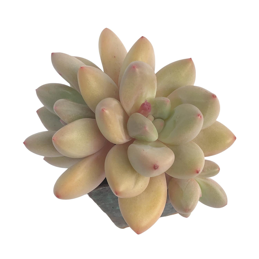 SALE! Pachyphytum Sp.