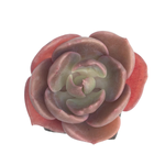 SALE! Echeveria Zhongshan